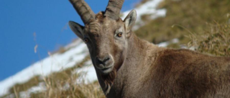 HAUTE-SAVOIE | Le nombre de bouquetins prélevés contaminés est connu