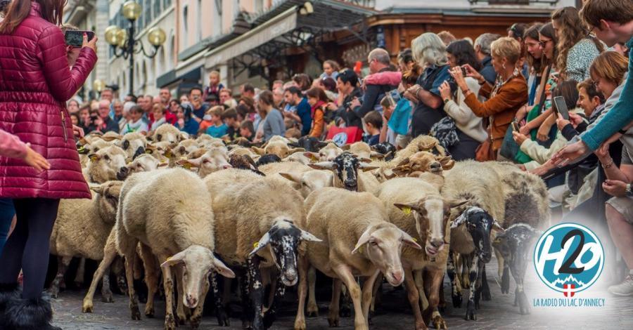 Le "Retour des alpages" à Annecy fête ses 50 ans ce week-end !