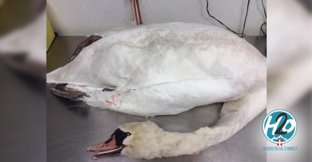 ANNECY | Deux cygnes retrouvés morts dont l'un la tête arrachée. (🔊PODCAST)