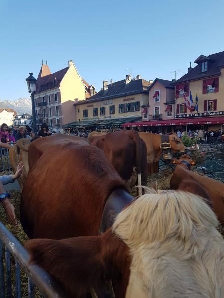 ANNECY | 100 000 spectateurs sour le soleil pour le Retour des Alpages
