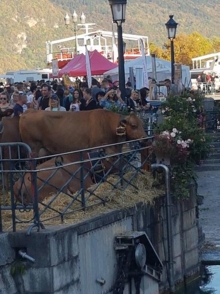 ANNECY | 100 000 spectateurs sour le soleil pour le Retour des Alpages