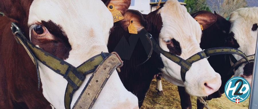 SAINT-JORIOZ | En images : La première "Foire de Printemps" des jeunes agriculteurs