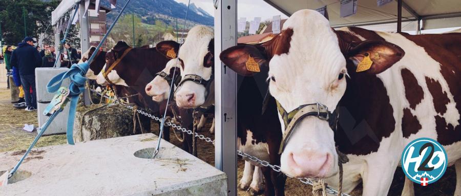 SAINT-JORIOZ | En images : La première "Foire de Printemps" des jeunes agriculteurs