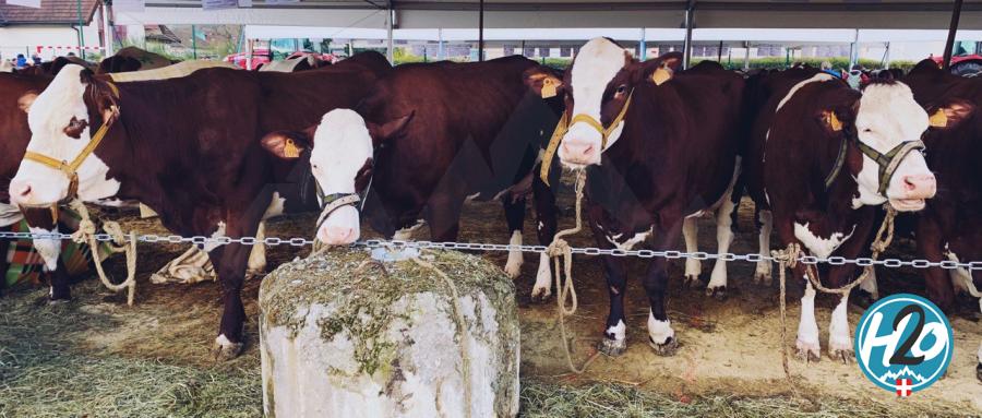 SAINT-JORIOZ | En images : La première "Foire de Printemps" des jeunes agriculteurs