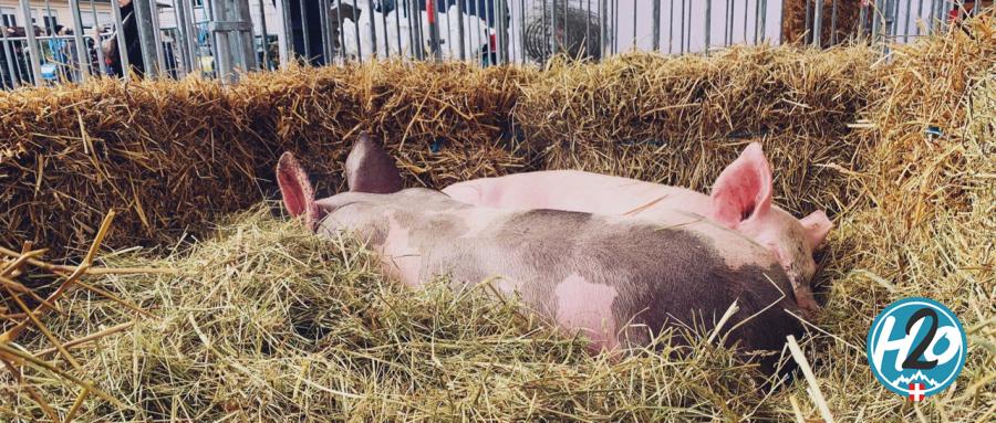 SAINT-JORIOZ | En images : La première "Foire de Printemps" des jeunes agriculteurs