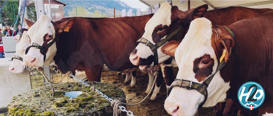 SAINT-JORIOZ | En images : La première "Foire de Printemps" des jeunes agriculteurs