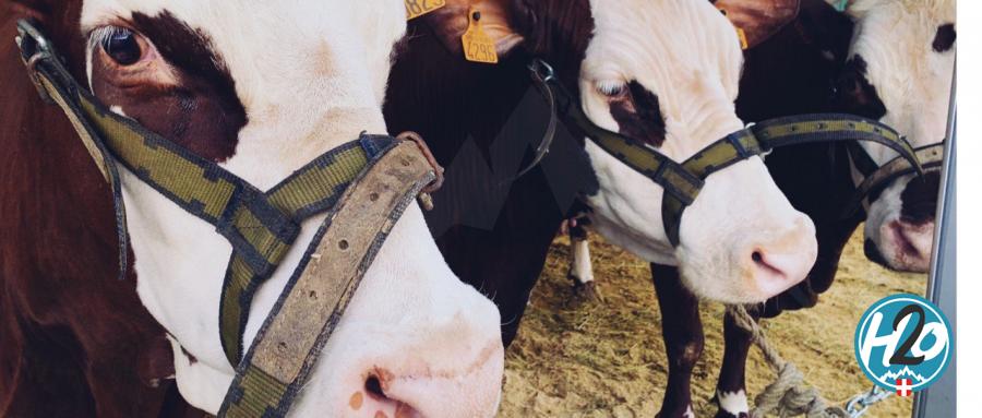 SAINT-JORIOZ | En images : La première "Foire de Printemps" des jeunes agriculteurs