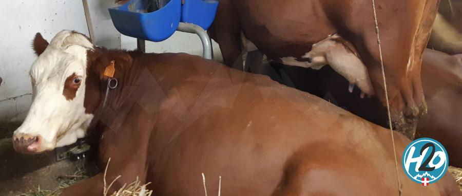 PAYS DE SAVOIE | Loup et brucellose, le ministre de l’agriculture a affirmé son soutien aux éleveurs