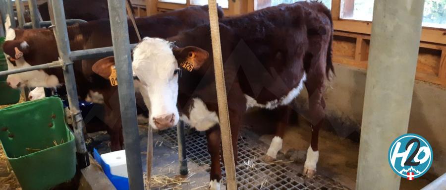 PAYS DE SAVOIE | Loup et brucellose, le ministre de l’agriculture a affirmé son soutien aux éleveurs