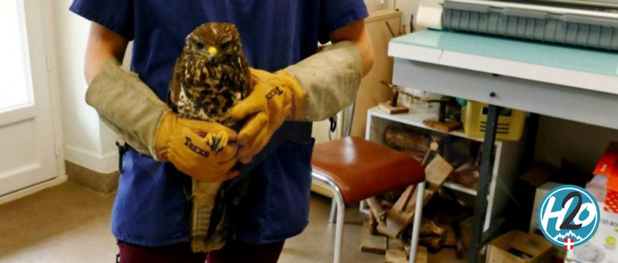 SAVOIE | Trois volières pour la rééducation des oiseaux sauvages