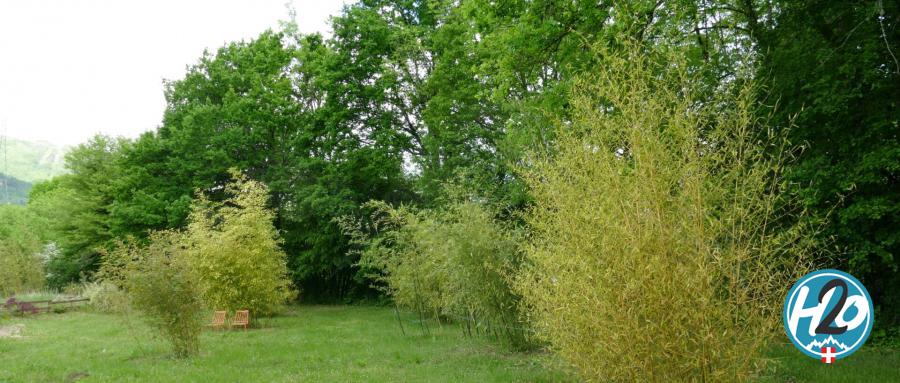 LORNAY | Des jardins qui réhabilitent le bambou comme plante écologique par nature ! 