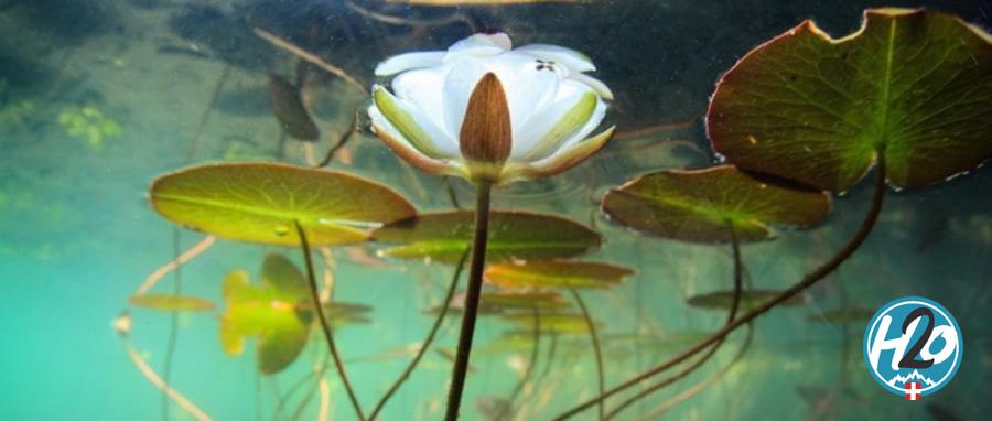 “Grand lacs alpins” un livre pour découvrir les lacs savoyards autrement 