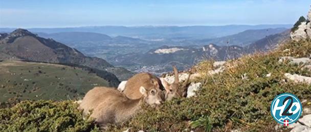 HAUTE-SAVOIE | 61 bouquetins tués, annonce le préfet