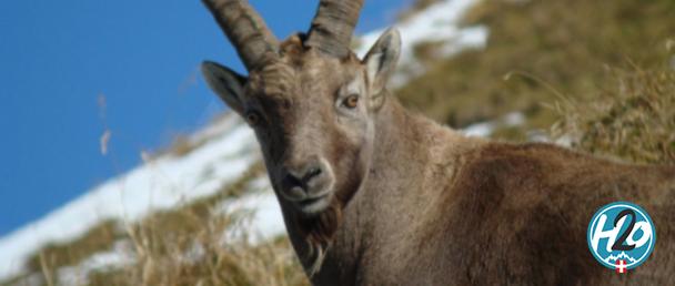 HAUTE-SAVOIE | Le nombre de bouquetins prélevés contaminés est connu