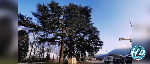 Saint-Jorioz : pour empêcher l’abattage de trois arbres, des habitants lancent une pétition